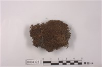 藏品(葉蘚屬 )的圖片